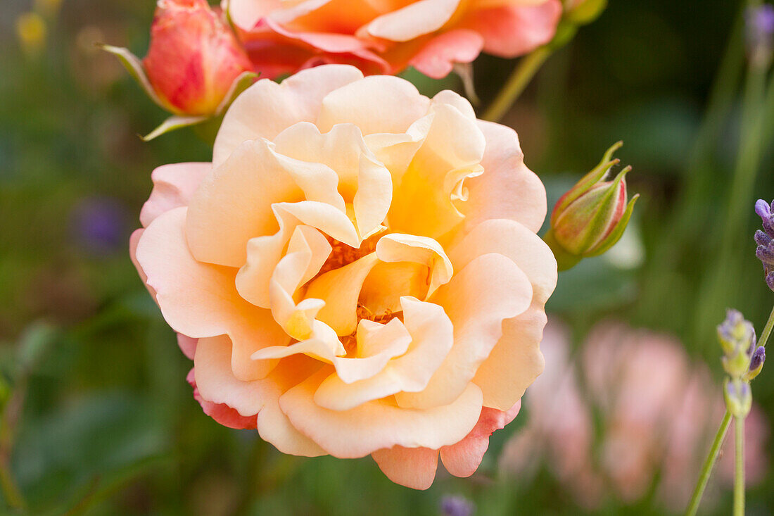 Small shrub rose, salmon pink