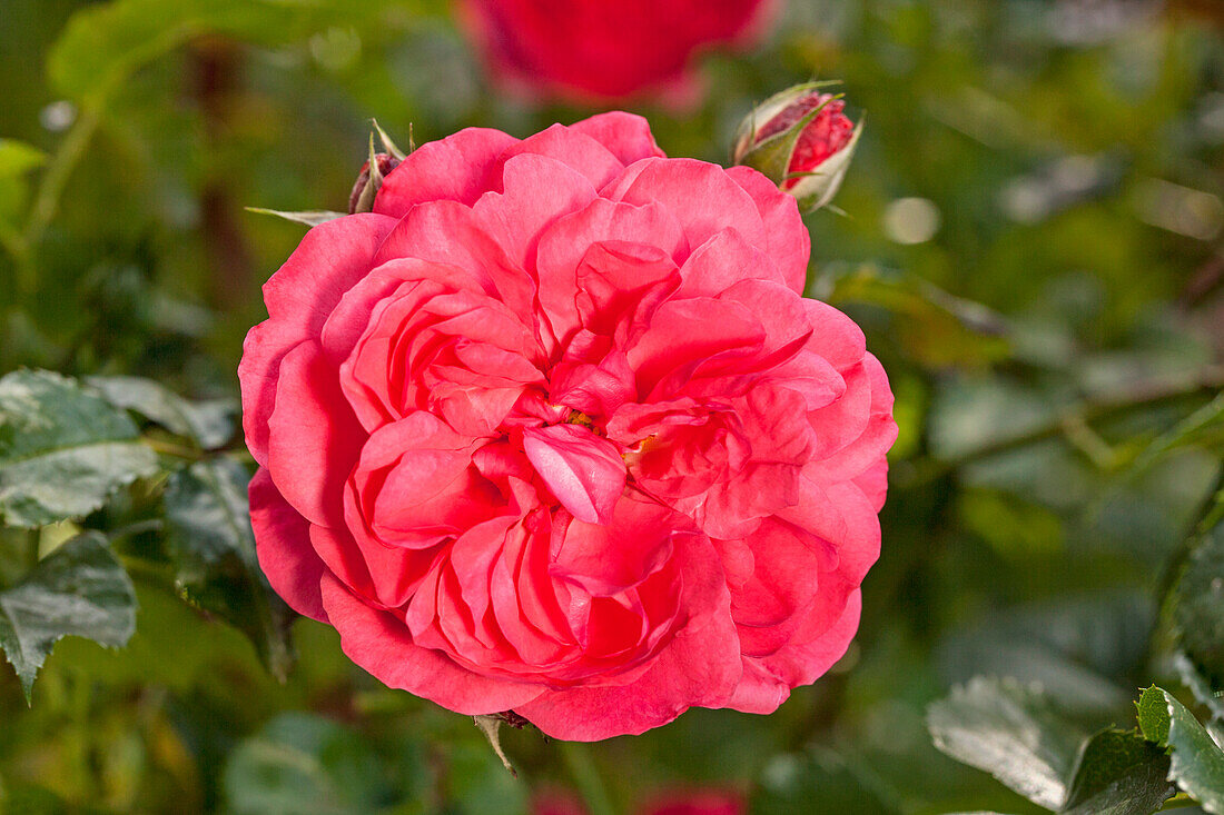 Climbing rose, carmine red