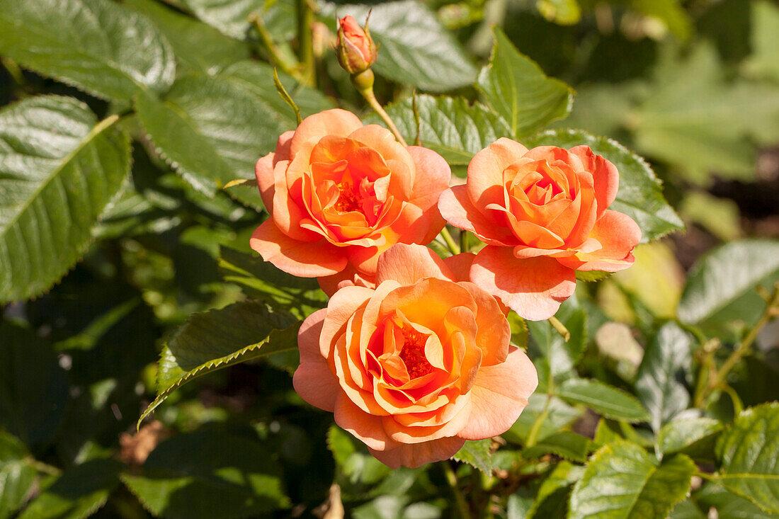 Pink Lions Rose (is much lighter on the Kordes side)