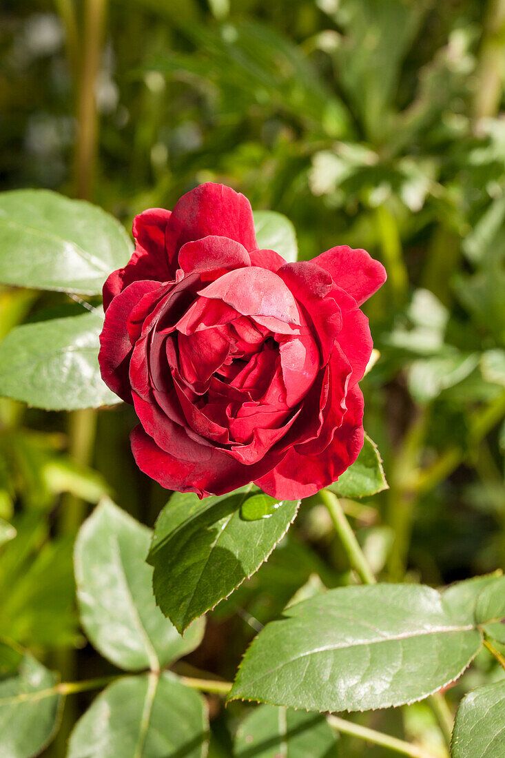 English Roses, red