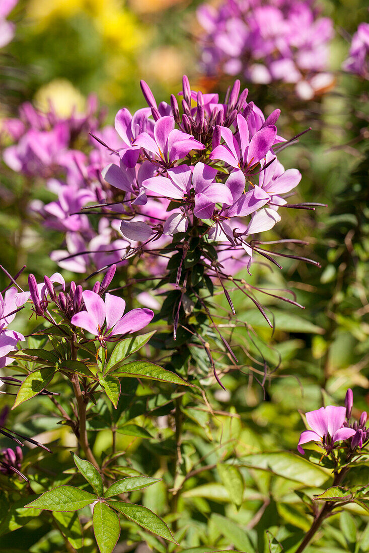 Cleome spinosa