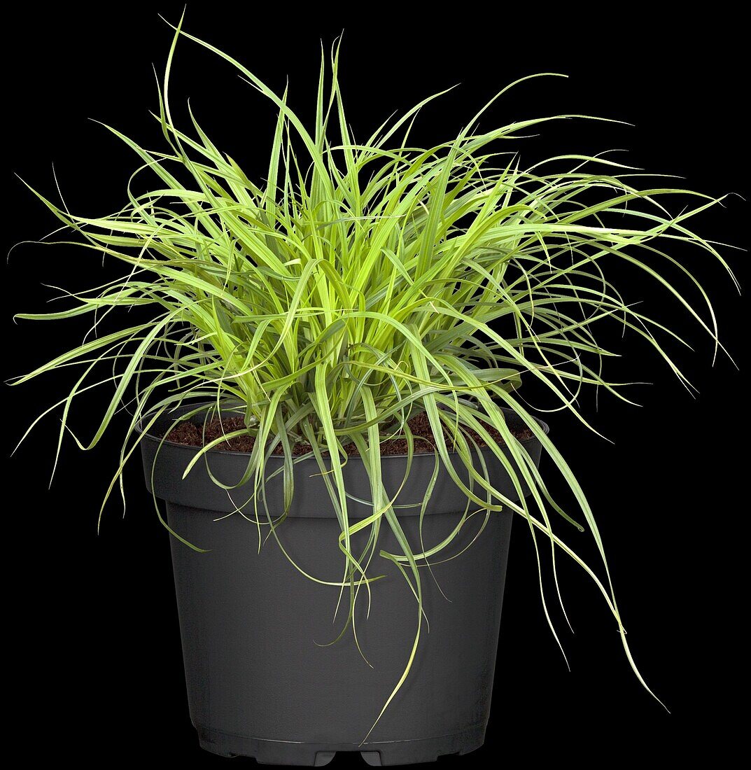 Carex caryophyllea 'The Beatles'