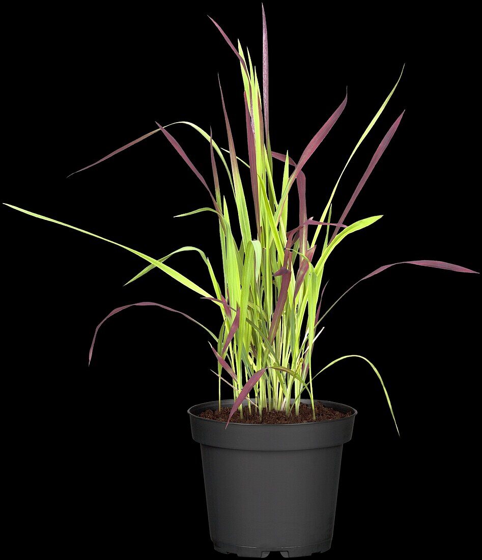 Imperata cylindrica 'Red Baron'