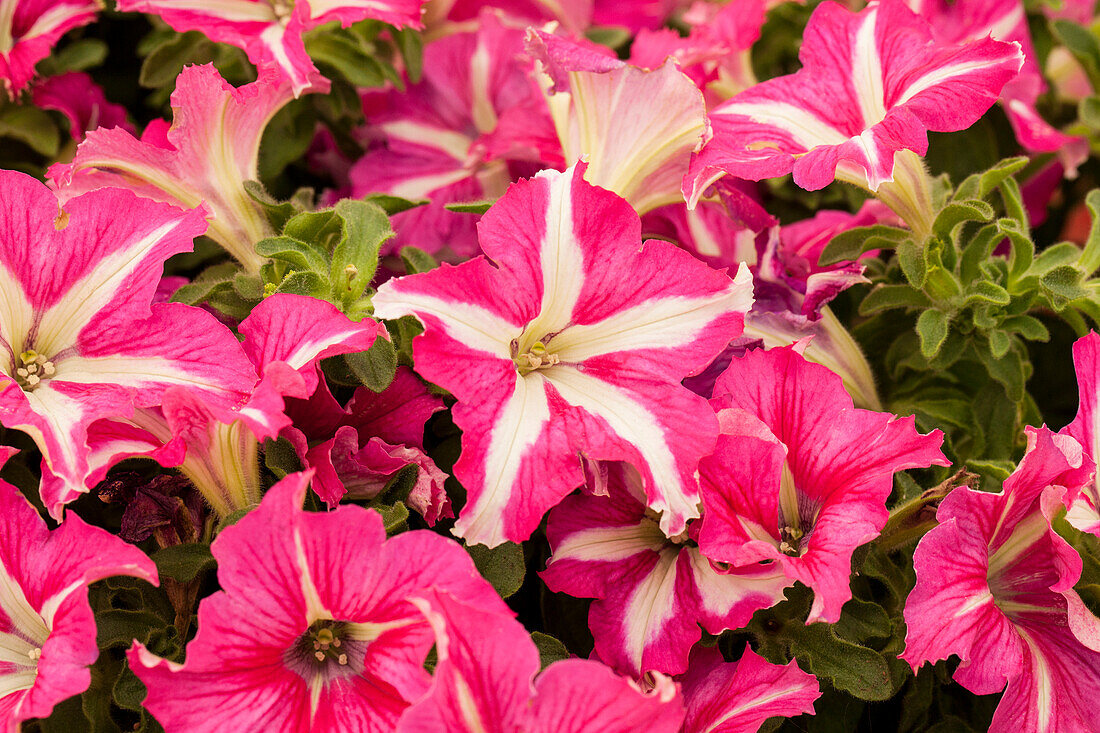 Petunia 'Crazytunia® Pink Frills'