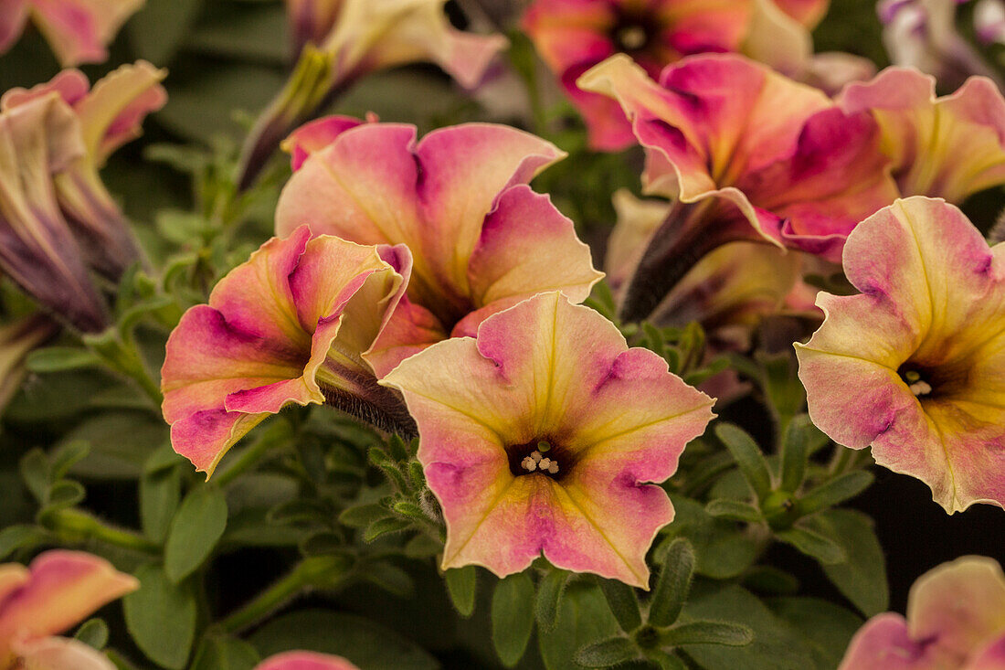 Petunia 'Crazytunia® Blackberry Cheesecake'