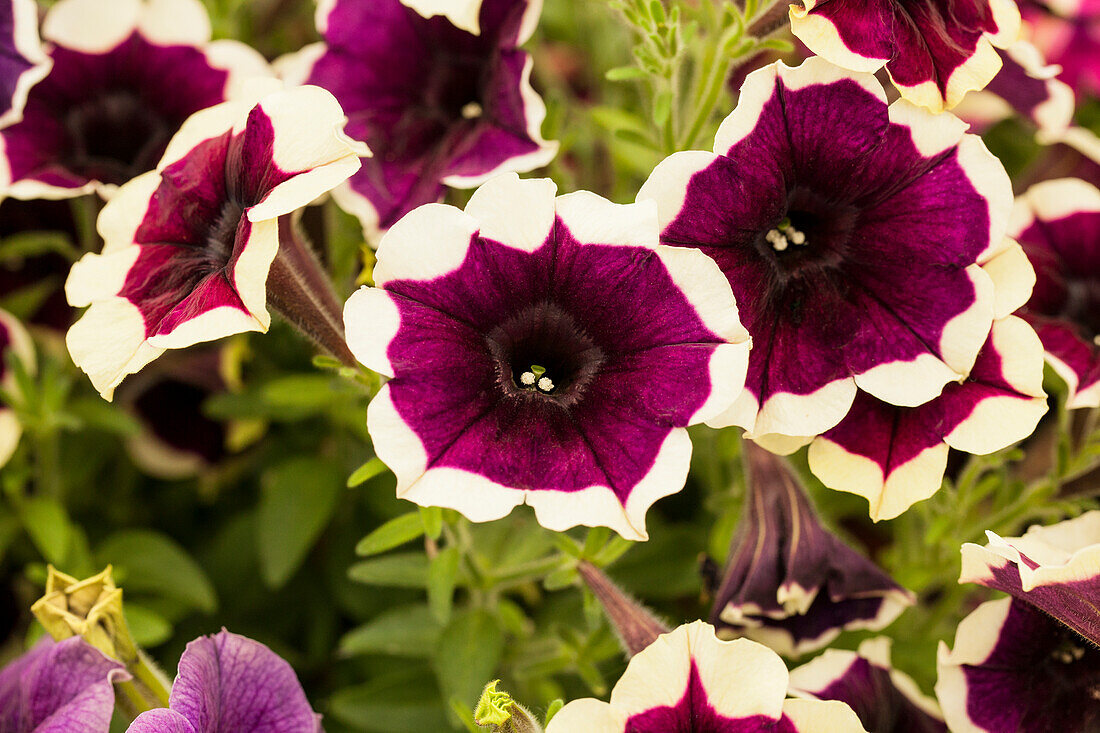 Petunia Crazytunia® Good Night Kisses