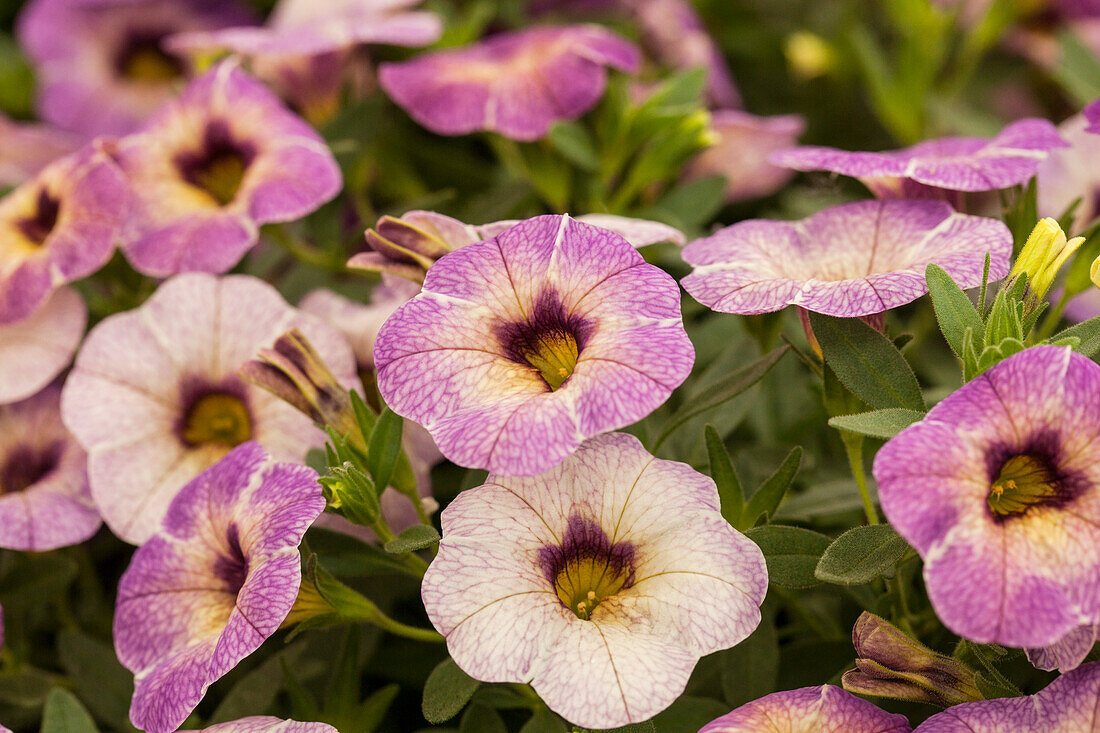 Calibrachoa Chameleon® Plum Cobbler