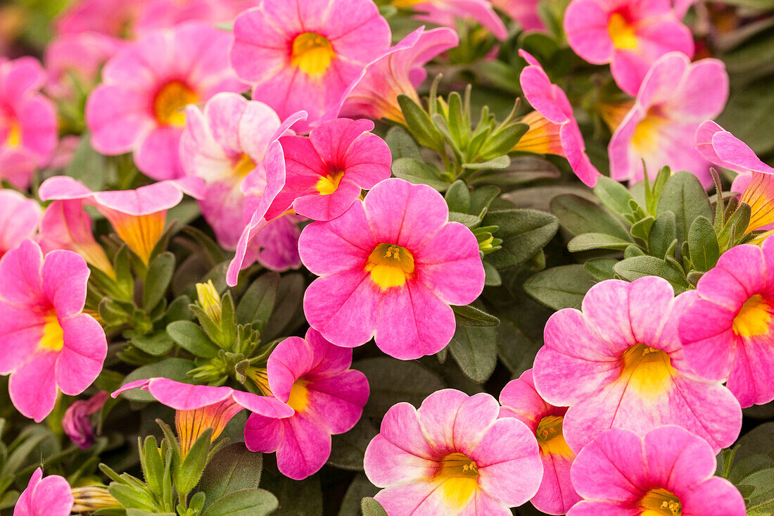 Calibrachoa 'Chameleon® Lovely Pinky'