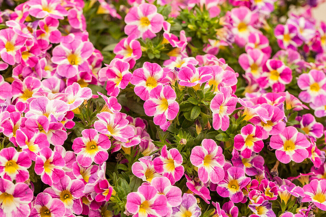 Calibrachoa Candy Shop Candy Crush