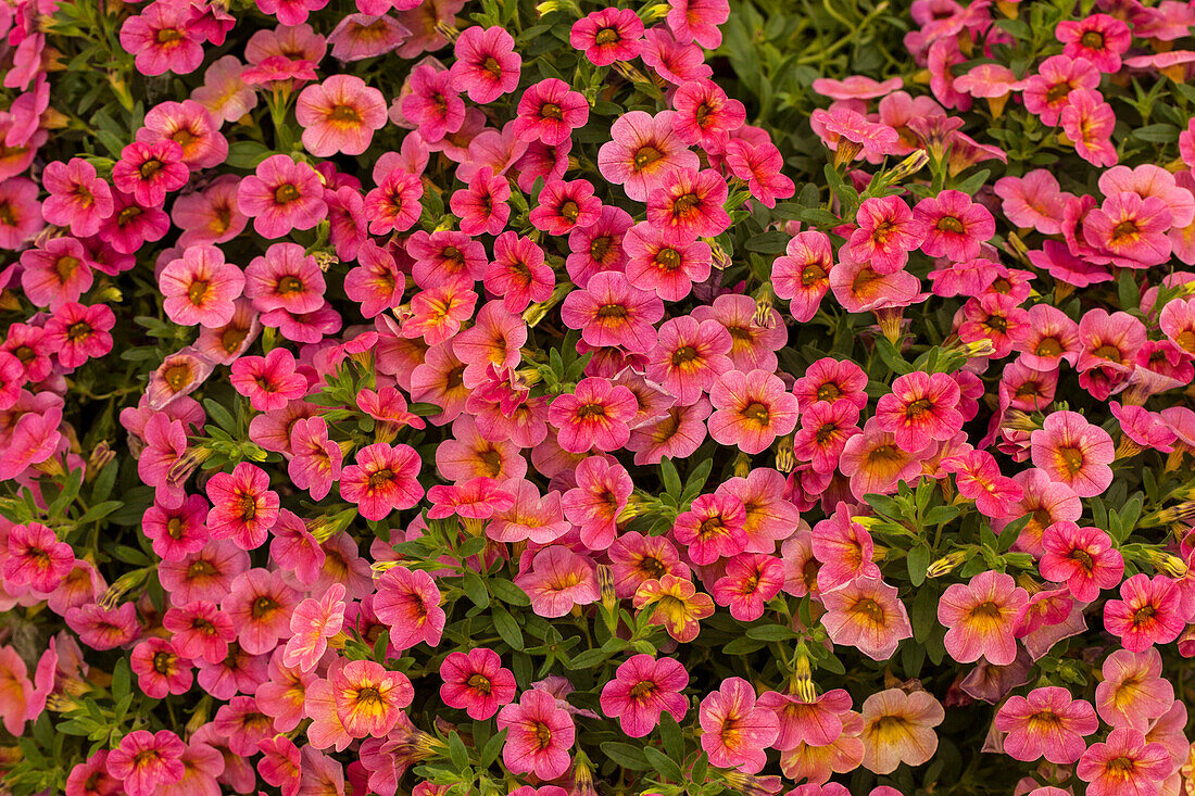 Calibrachoa 'Chameleon® Cherry Banana'