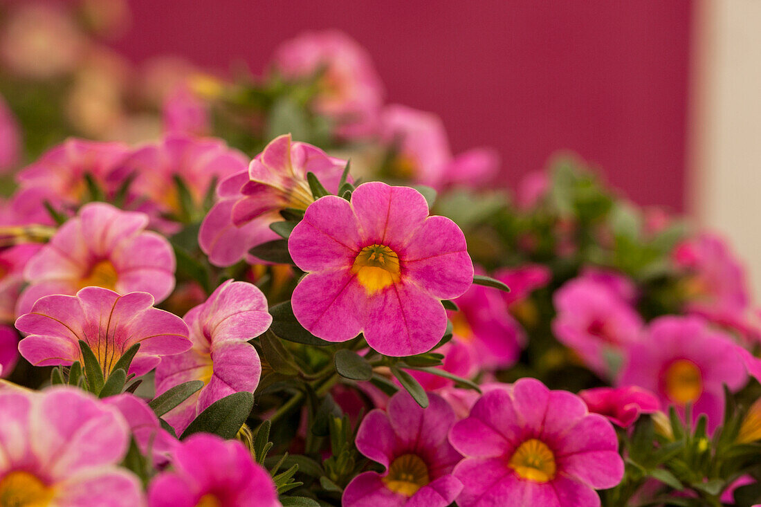 Calibrachoa 'Chameleon® Lovely Pinky'