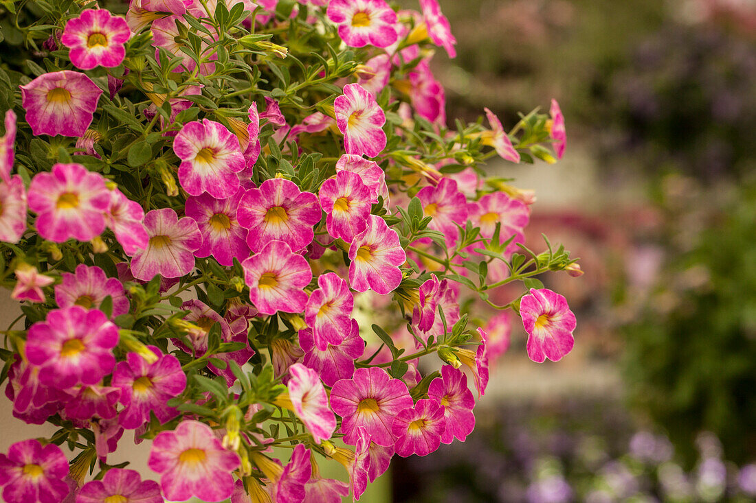 Calibrachoa Chameleon TM Pink Sorbet Impr