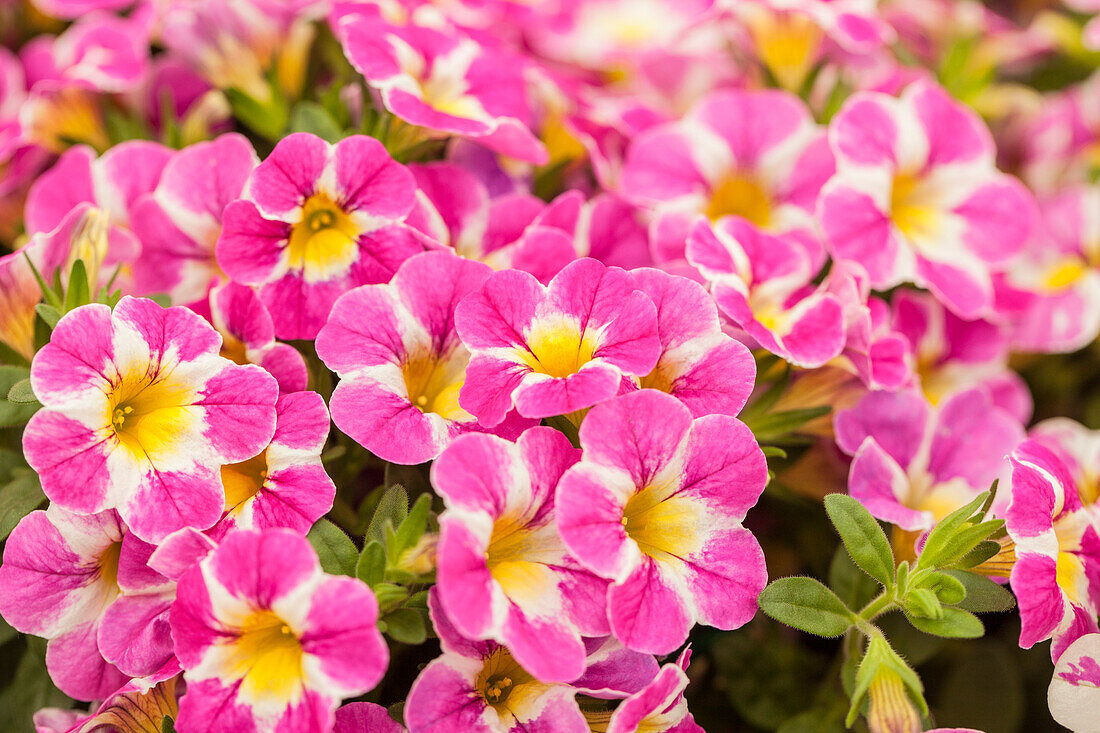 Calibrachoa 'Candy Shop Candy Crush'