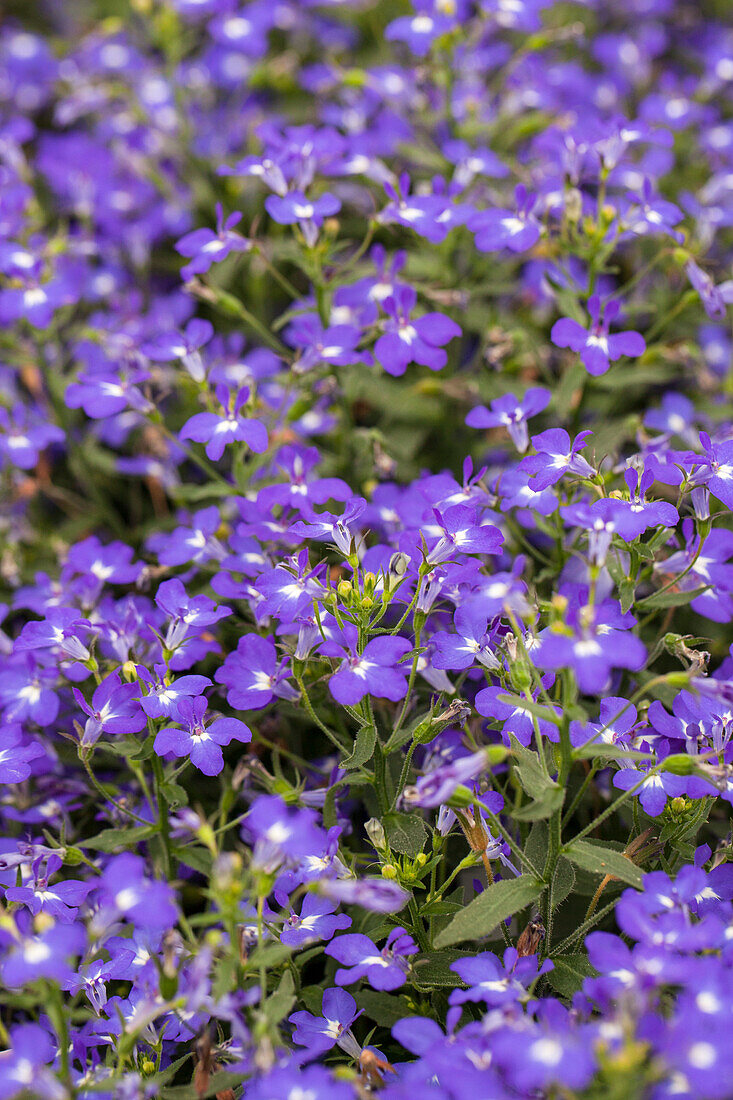 Lobelia Hot ® Azur