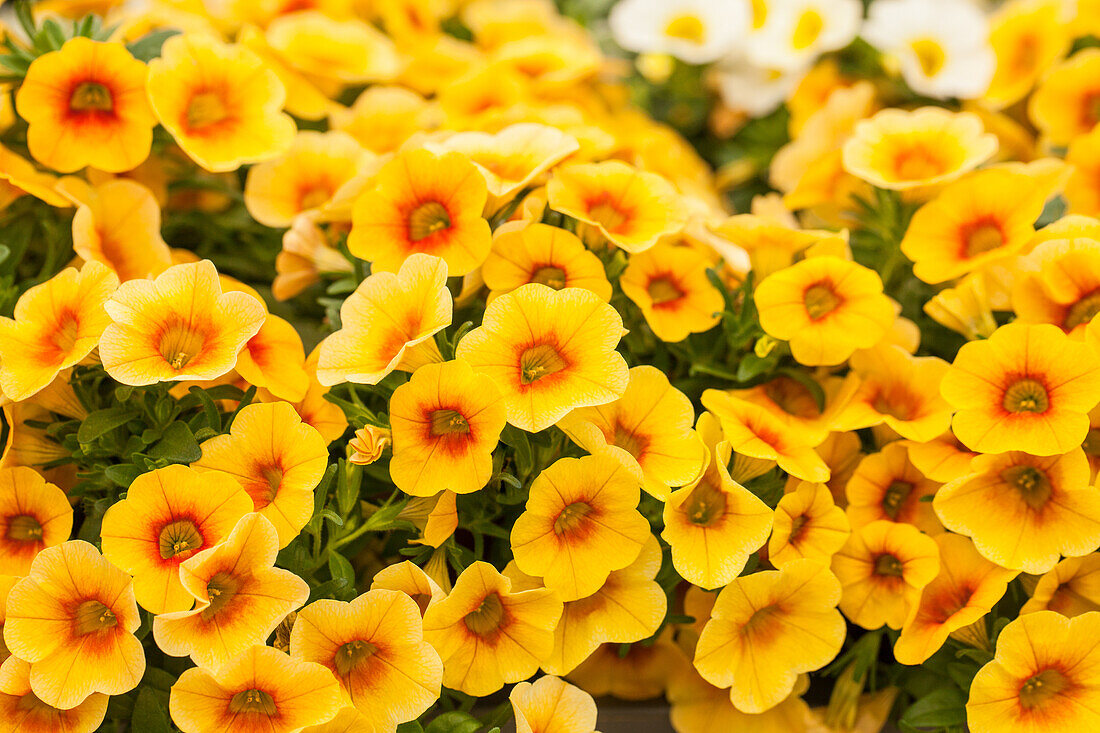 Calibrachoa Calistatic Mango