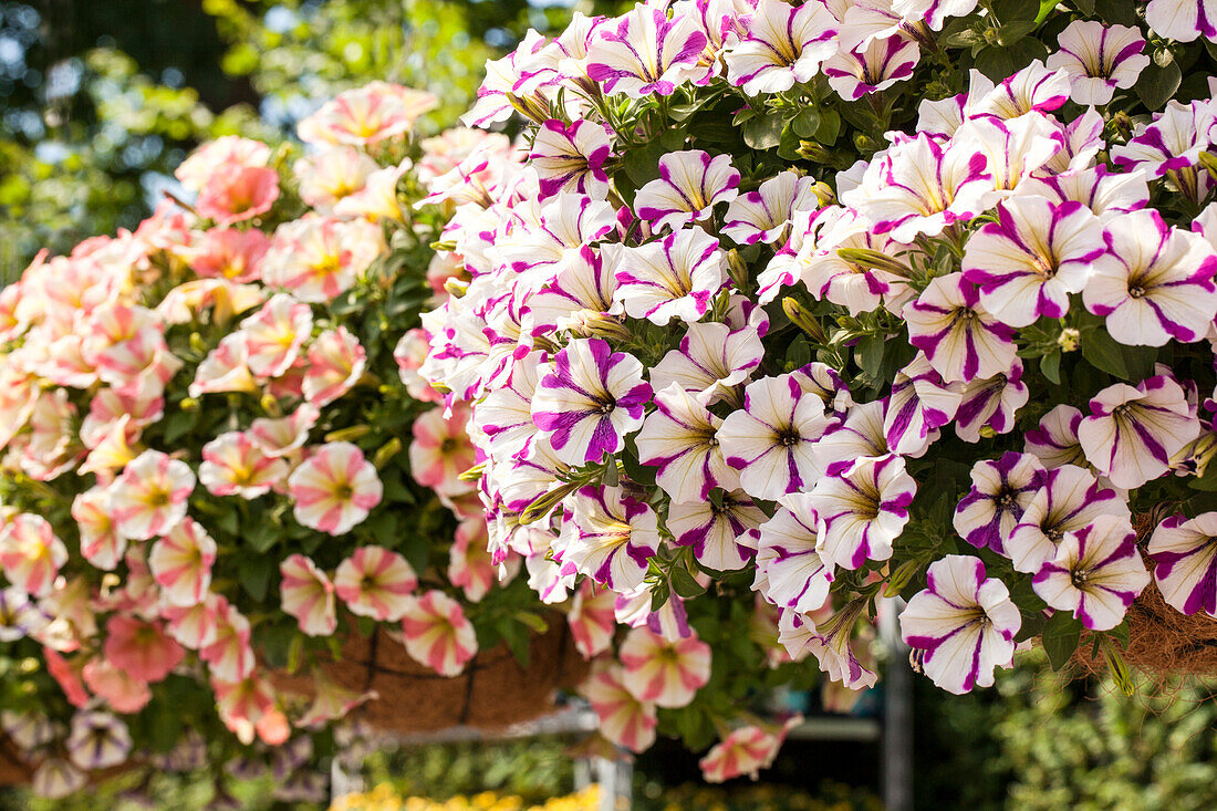 Petunia 'Peppy Purple'