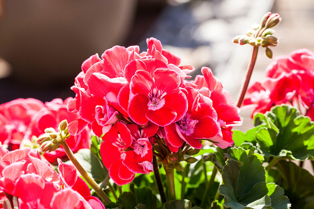 Pelargonium zonale Savannah ® TexMex ® 'Ruby