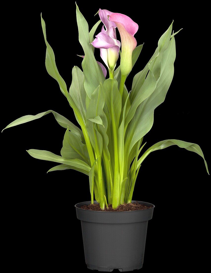 Zantedeschia aethiopica, pink