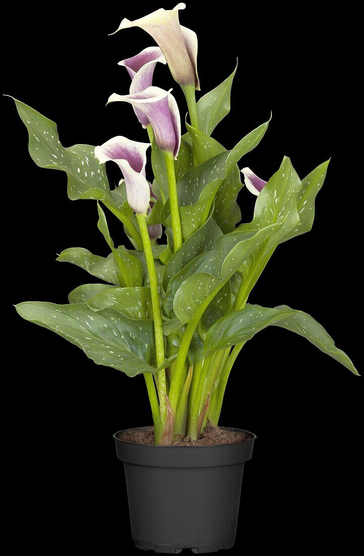 Zantedeschia aethiopica 'Picasso'