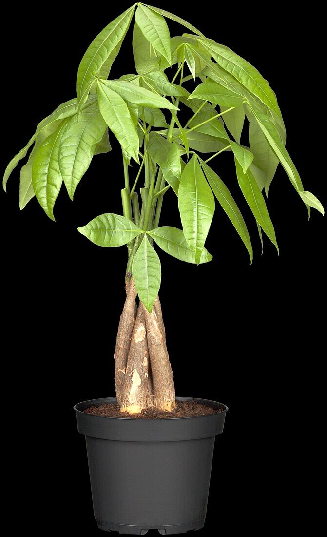 Pachira aquatica, strain