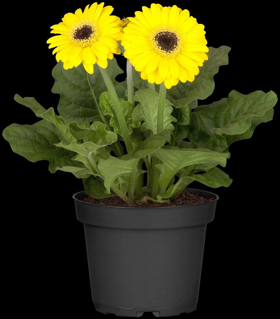 Gerbera jamesonii