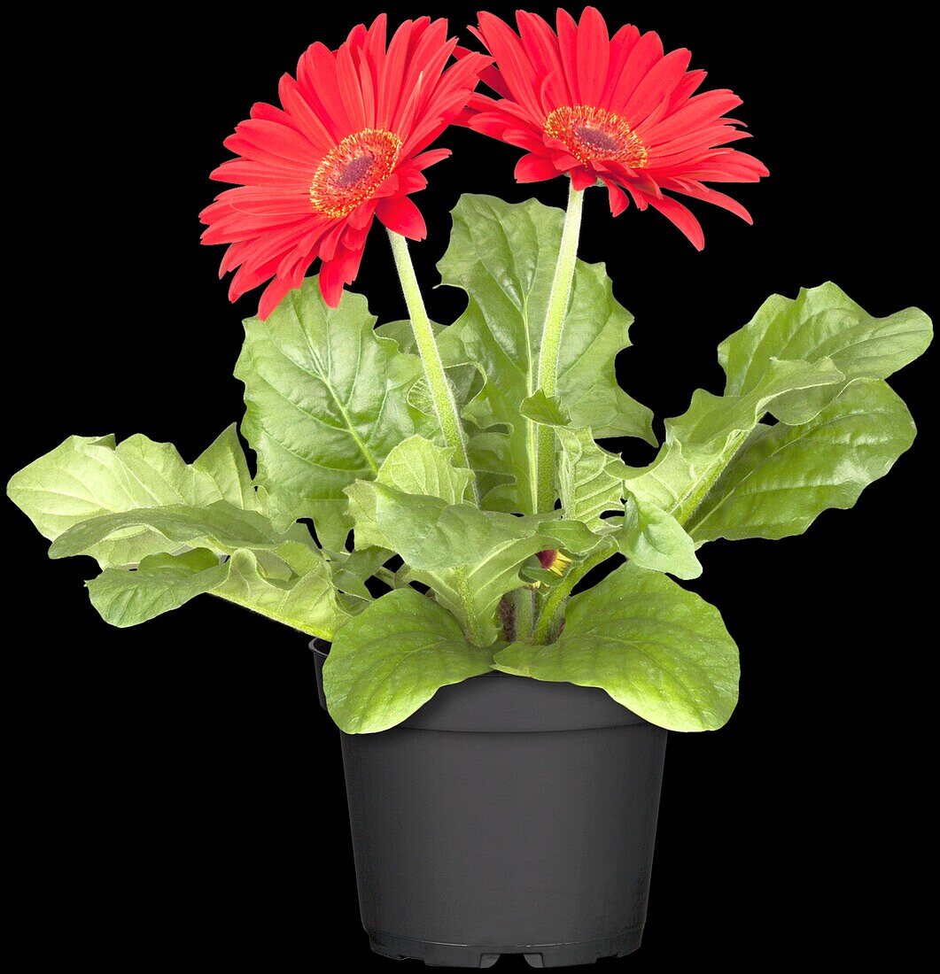 Gerbera jamesonii