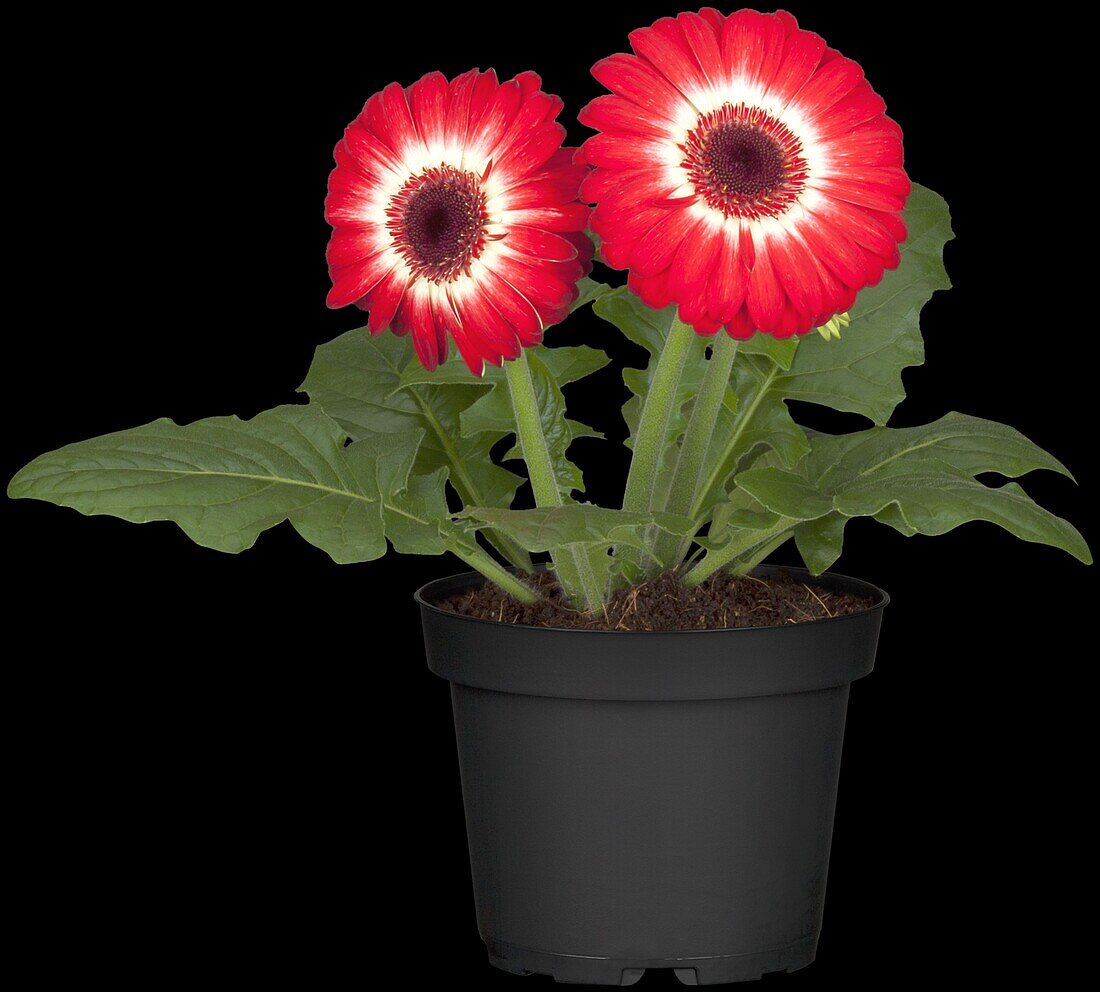 Gerbera jamesonii