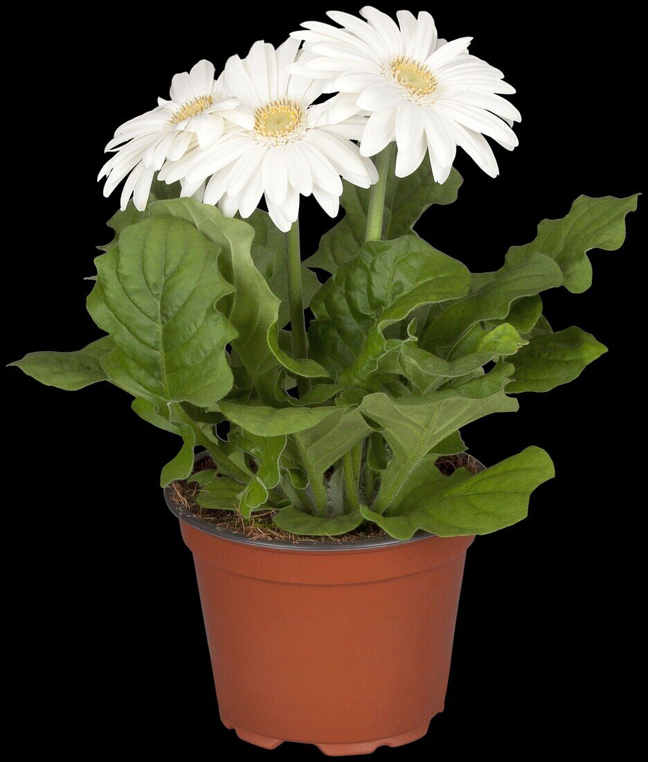 Gerbera jamesonii