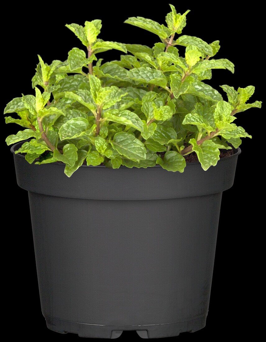 Mentha spicata 'Maroccan'