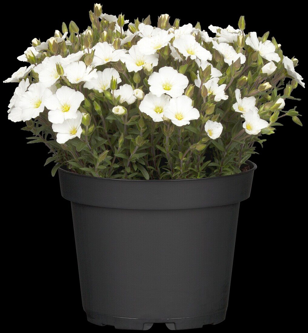 Arenaria montana 'Blizzard Compact'