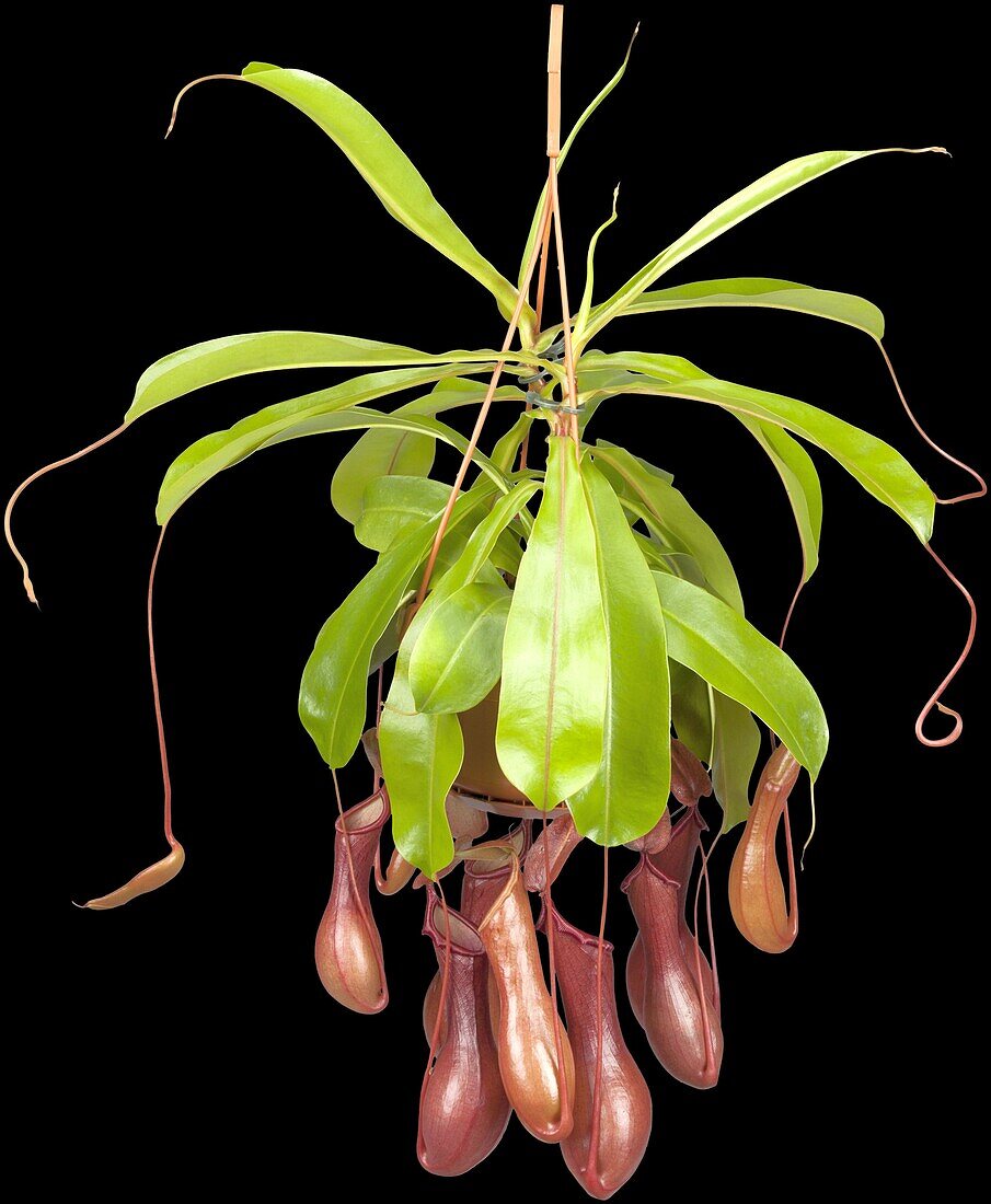 Nepenthes