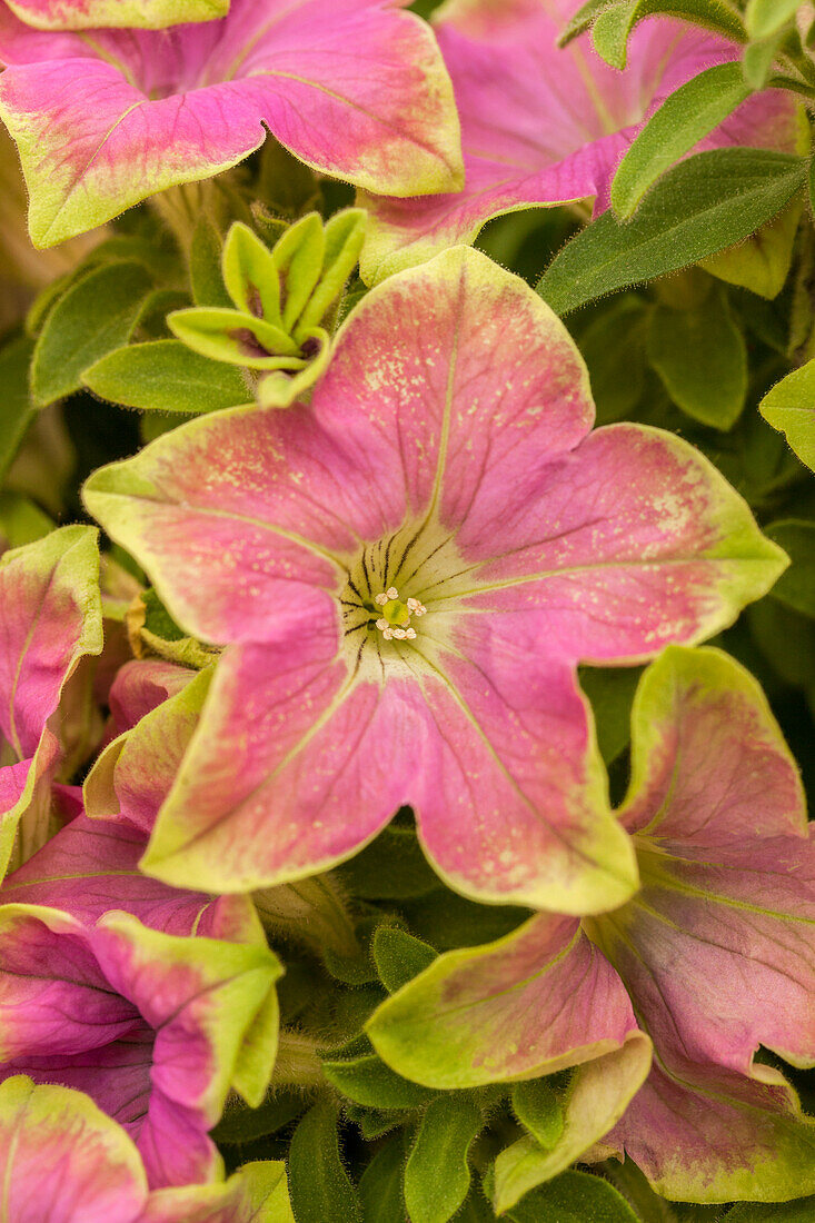 Petunia Crazytunia® Kermit Rose