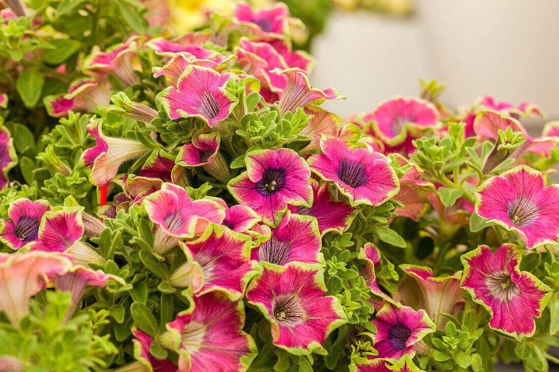 Petunia 'Crazytunia® Kermit Purple'