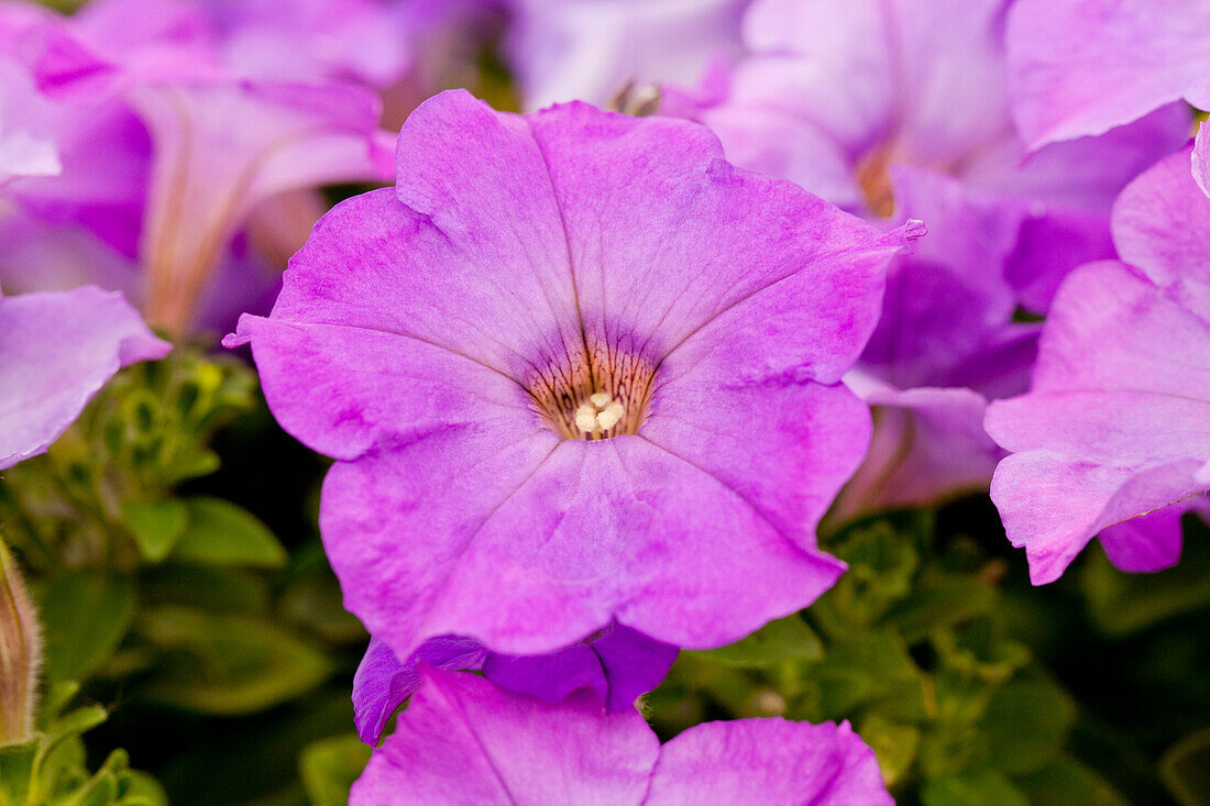 Petunia 'Perfectunia® Indigo'