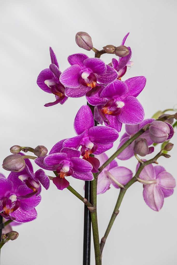 Phalaenopsis multiflora, purple