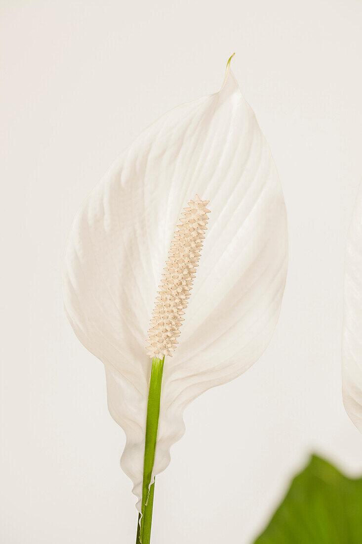 Spathiphyllum floribundum