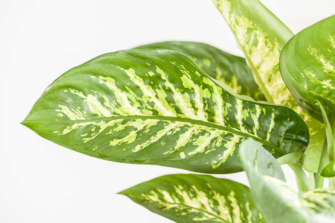 Dieffenbachia seguine 'Tropic Snow'