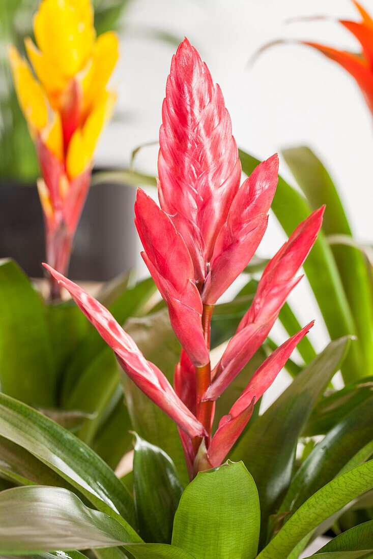 Vriesea, red