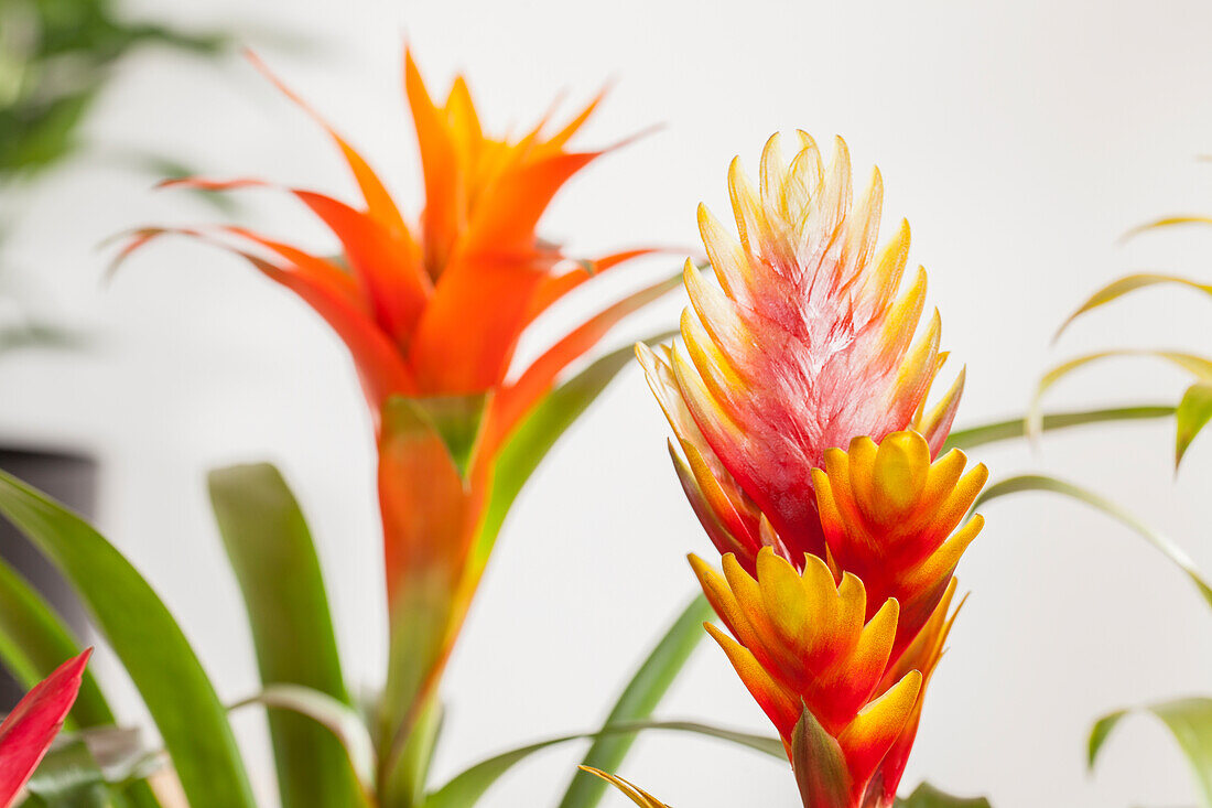 Vriesea, Guzmania