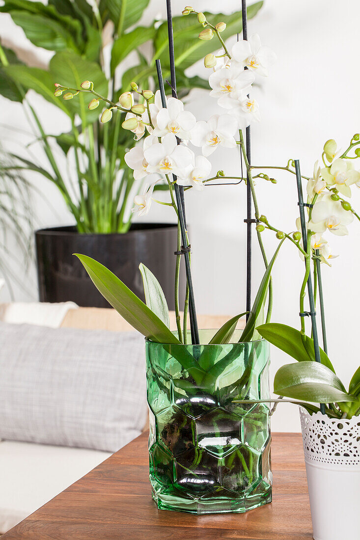 Phalaenopsis, white