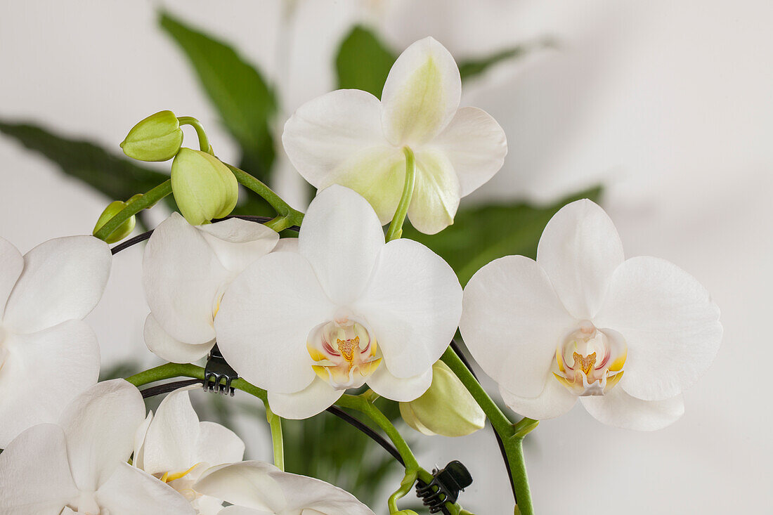 Phalaenopsis, white