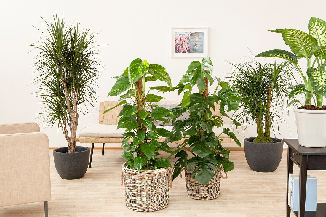 Monstera deliciosa, Philodendron, Dracaena, Beaucarnea