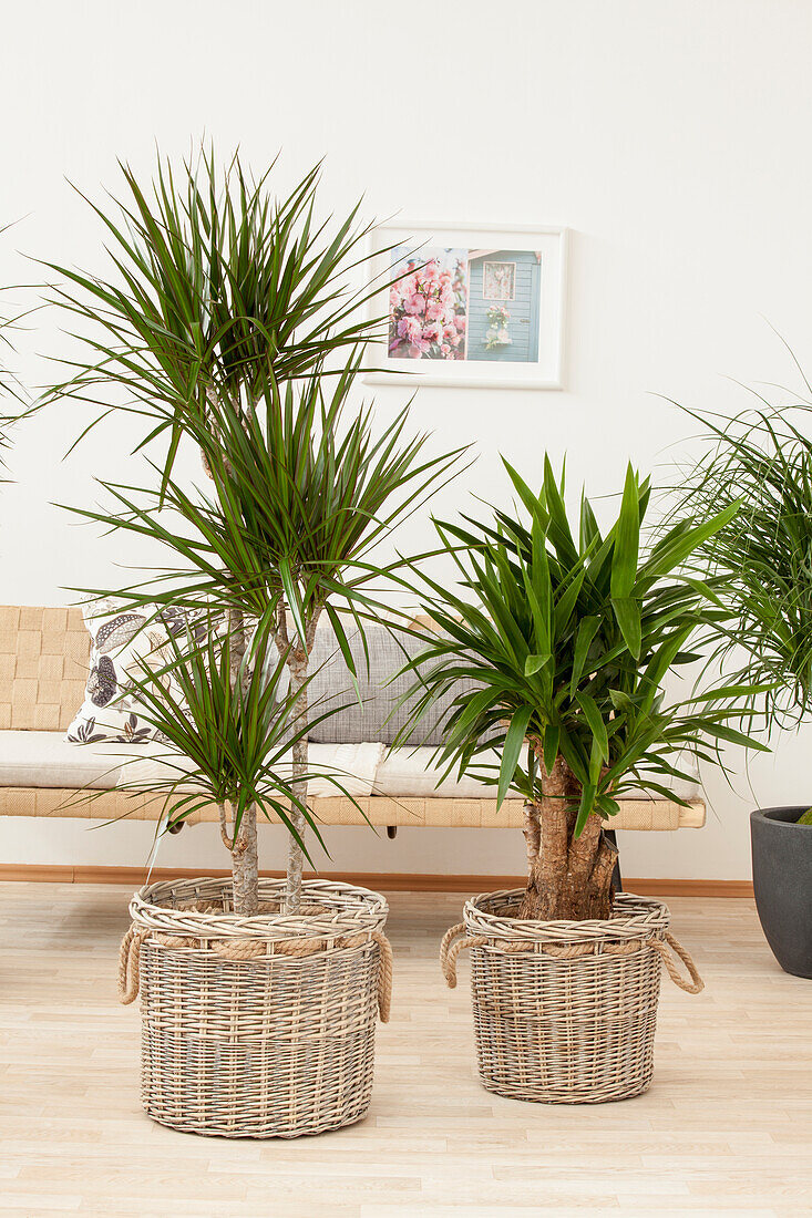 Dracaena, Yucca