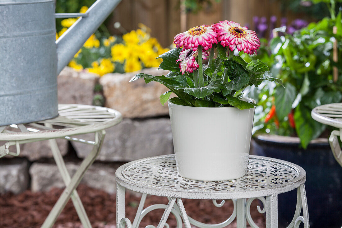 Gerbera jamesonii