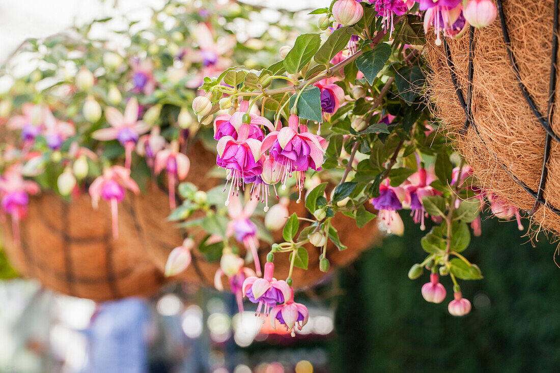 Fuchsia 'Arêtes Colmar'