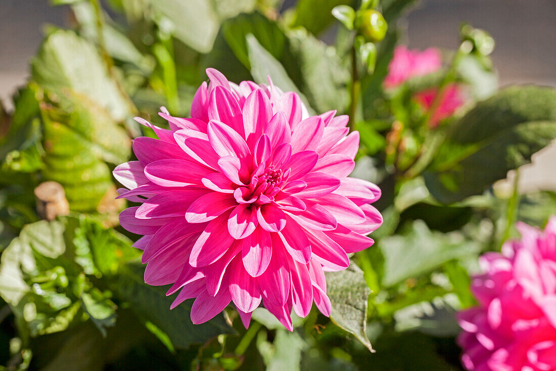 Dahlia 'XXL® Chiapas