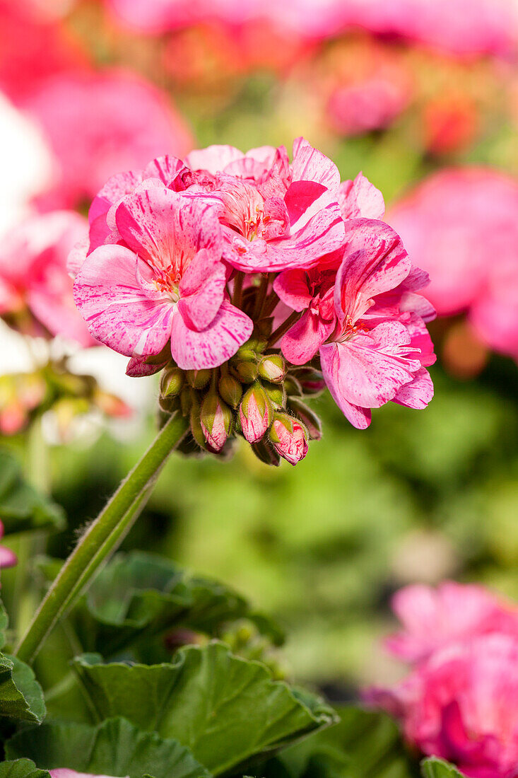 Pelargonium zonale 'Survivor Idols Pink Batik