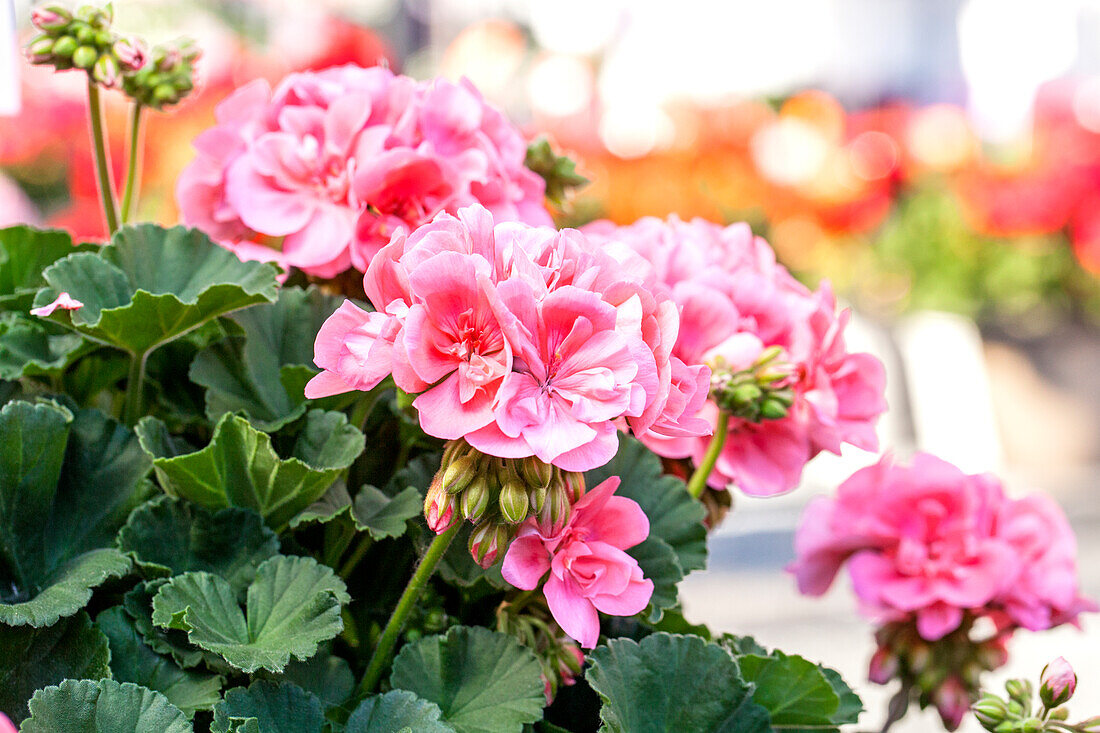 Pelargonium zonale Candy Idols® Salmon