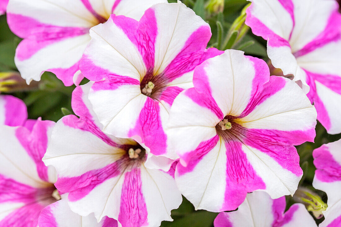 Petunia 'Surprise Pink Star'