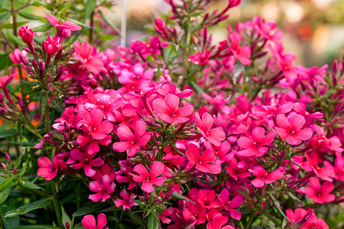 Phlox paniculata 'Early® Red'